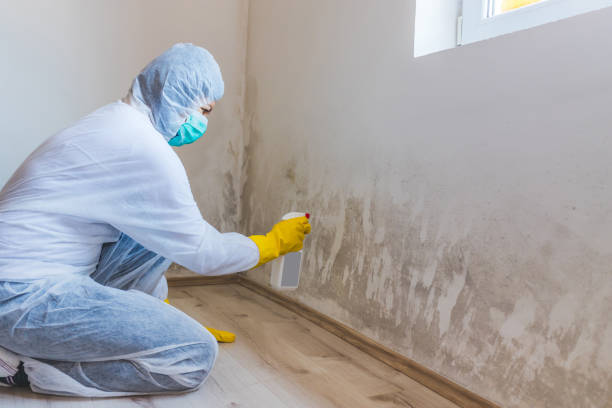 Black mold inspection in Baldwin